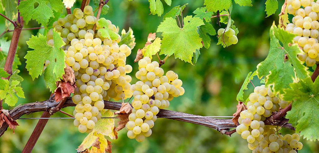 grappoli di Roero Arneis DOCG