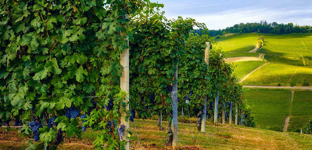 il vitigno di nebbiolo