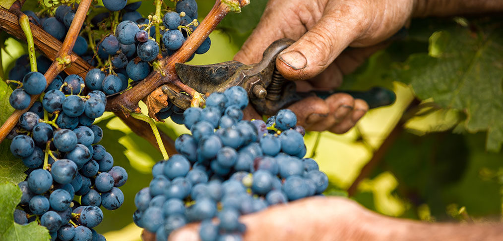 la vendemmia del vino