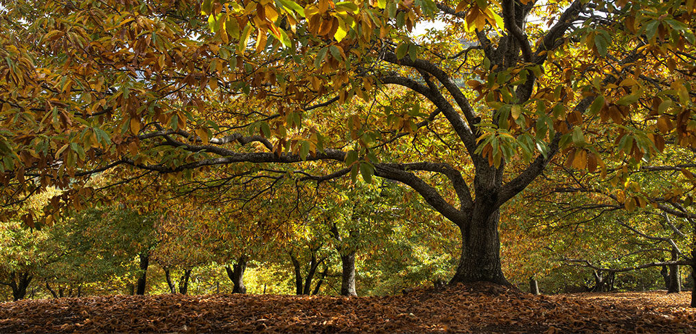 sentiero delle castagne